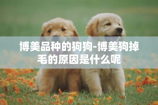博美品種的狗狗-博美狗掉毛的原因是什么呢