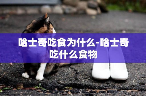 哈士奇吃食為什么-哈士奇吃什么食物