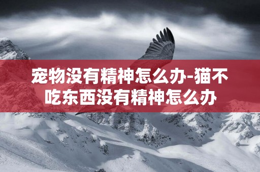 寵物沒有精神怎么辦-貓不吃東西沒有精神怎么辦