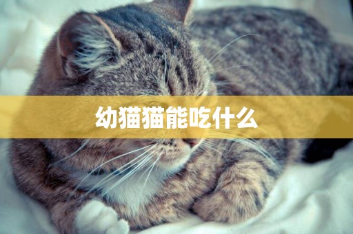 幼貓貓能吃什么