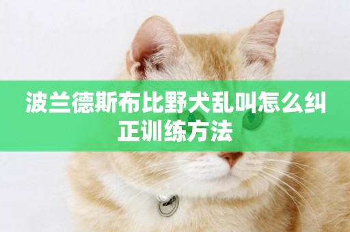 波蘭德斯布比野犬亂叫怎么糾正訓練方法