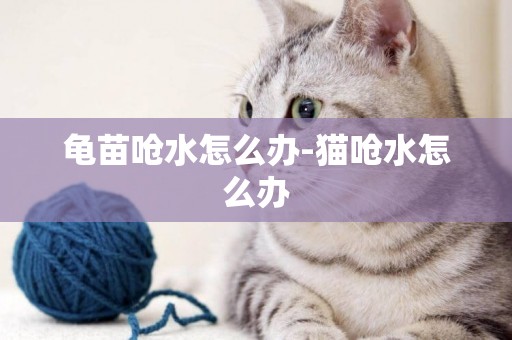 龜苗嗆水怎么辦-貓嗆水怎么辦