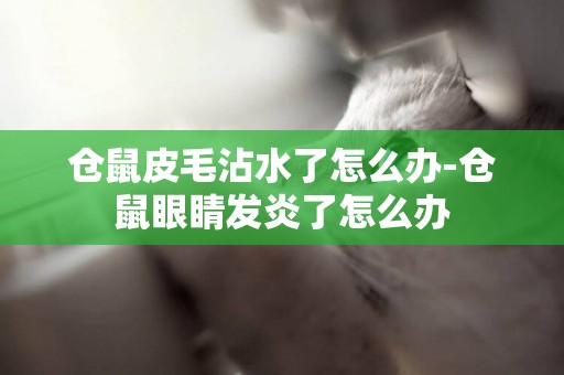 倉鼠皮毛沾水了怎么辦-倉鼠眼睛發炎了怎么辦