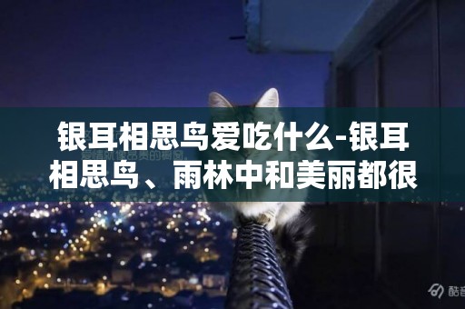 銀耳相思鳥愛吃什么-銀耳相思鳥、雨林中和美麗都很可愛