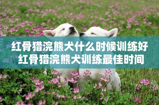 紅骨獵浣熊犬什么時候訓練好 紅骨獵浣熊犬訓練最佳時間