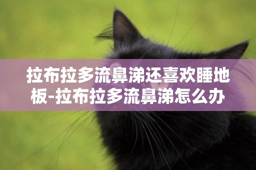 拉布拉多流鼻涕還喜歡睡地板-拉布拉多流鼻涕怎么辦