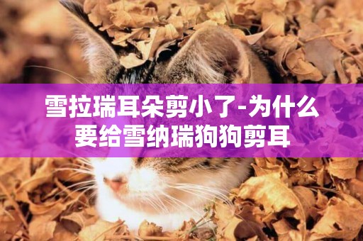雪拉瑞耳朵剪小了-為什么要給雪納瑞狗狗剪耳