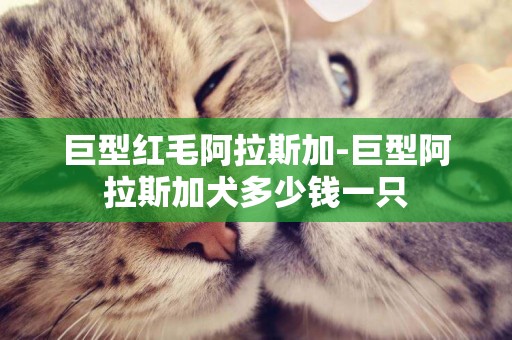 巨型紅毛阿拉斯加-巨型阿拉斯加犬多少錢一只