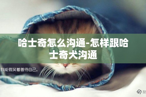 哈士奇怎么溝通-怎樣跟哈士奇犬溝通