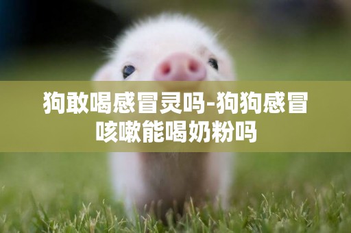 狗敢喝感冒靈嗎-狗狗感冒咳嗽能喝奶粉嗎