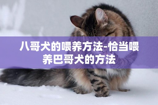 八哥犬的喂養方法-恰當喂養巴哥犬的方法