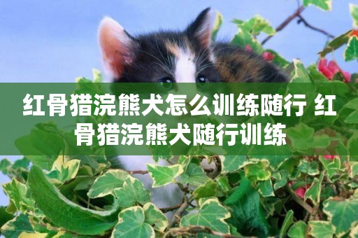 紅骨獵浣熊犬怎么訓練隨行 紅骨獵浣熊犬隨行訓練