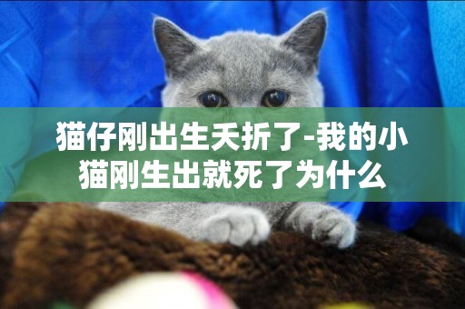 貓仔剛出生夭折了-我的小貓剛生出就死了為什么
