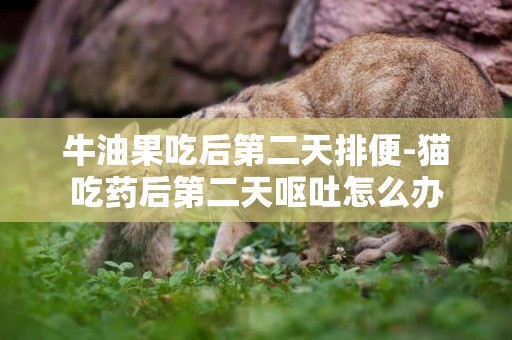 牛油果吃后第二天排便-貓吃藥后第二天嘔吐怎么辦