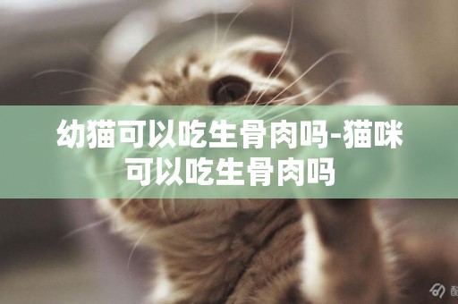 幼貓可以吃生骨肉嗎-貓咪可以吃生骨肉嗎