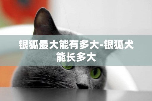 銀狐最大能有多大-銀狐犬能長多大