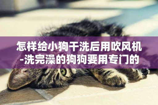 怎樣給小狗干洗后用吹風機-洗完澡的狗狗要用專門的吹風機吹干