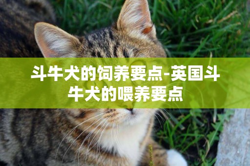 斗牛犬的飼養要點-英國斗牛犬的喂養要點