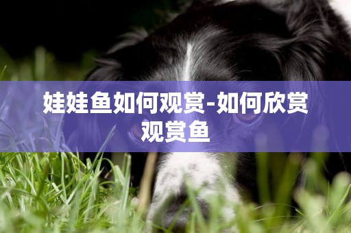 娃娃魚如何觀賞-如何欣賞觀賞魚