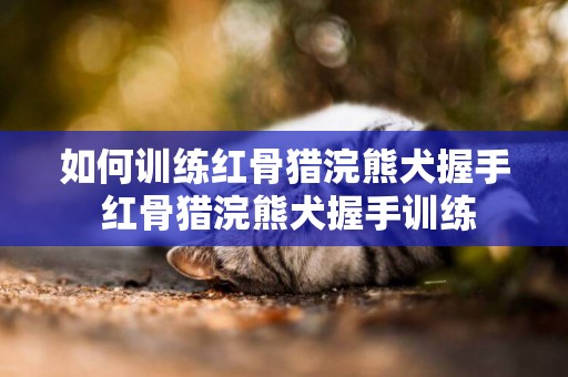 如何訓練紅骨獵浣熊犬握手 紅骨獵浣熊犬握手訓練