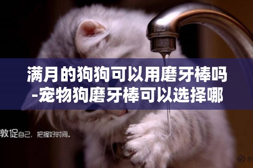 滿月的狗狗可以用磨牙棒嗎-寵物狗磨牙棒可以選擇哪些