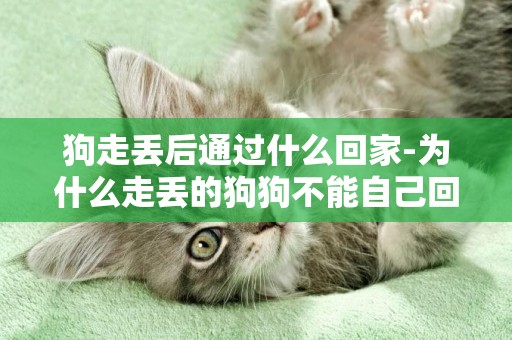 狗走丟后通過什么回家-為什么走丟的狗狗不能自己回家