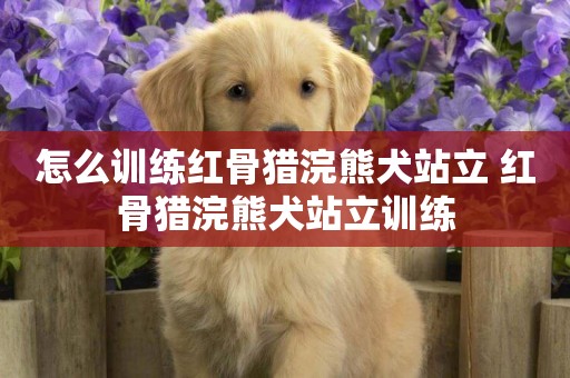 怎么訓練紅骨獵浣熊犬站立 紅骨獵浣熊犬站立訓練