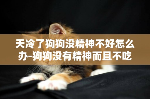 天冷了狗狗沒精神不好怎么辦-狗狗沒有精神而且不吃飯該怎么辦