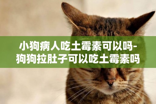 小狗病人吃土霉素可以嗎-狗狗拉肚子可以吃土霉素嗎