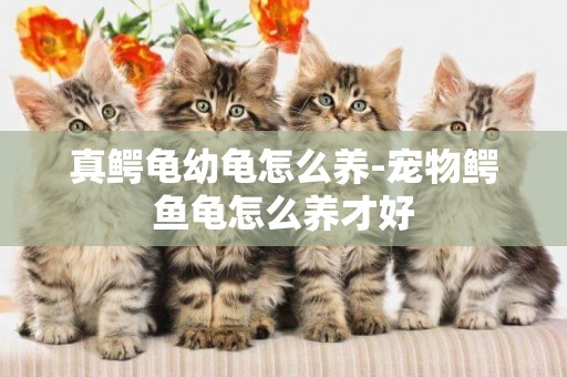 真鱷龜幼龜怎么養-寵物鱷魚龜怎么養才好