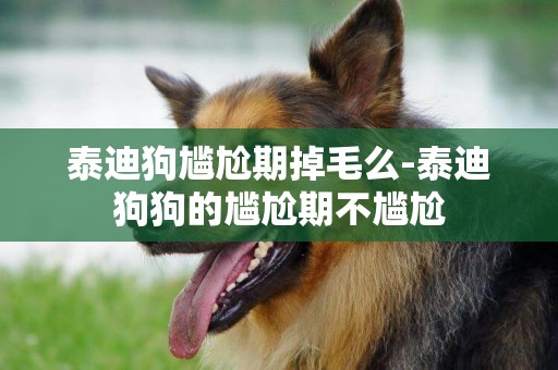 泰迪狗尷尬期掉毛么-泰迪狗狗的尷尬期不尷尬