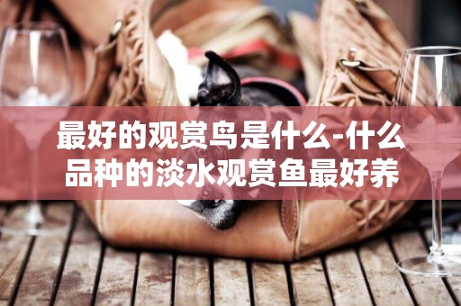 最好的觀賞鳥是什么-什么品種的淡水觀賞魚最好養