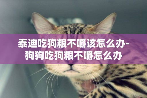 泰迪吃狗糧不嚼該怎么辦-狗狗吃狗糧不嚼怎么辦