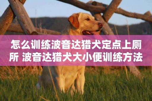 怎么訓練波音達獵犬定點上廁所 波音達獵犬大小便訓練方法