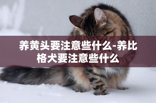 養黃頭要注意些什么-養比格犬要注意些什么