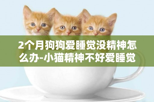 2個月狗狗愛睡覺沒精神怎么辦-小貓精神不好愛睡覺怎么辦