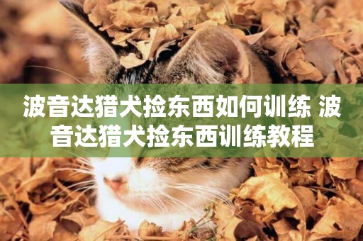 波音達獵犬撿東西如何訓練 波音達獵犬撿東西訓練教程