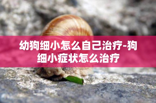 幼狗細小怎么自己治療-狗細小癥狀怎么治療
