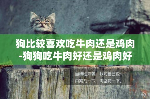 狗比較喜歡吃牛肉還是雞肉-狗狗吃牛肉好還是雞肉好