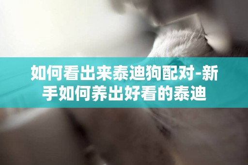 如何看出來泰迪狗配對-新手如何養出好看的泰迪