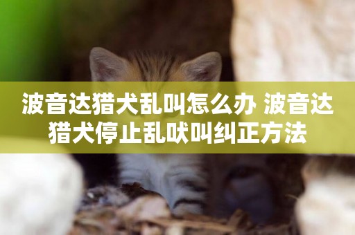 波音達獵犬亂叫怎么辦 波音達獵犬停止亂吠叫糾正方法