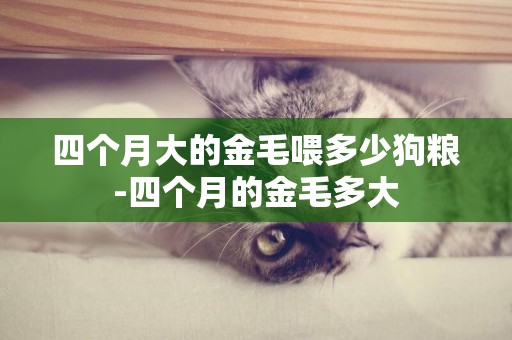 四個月大的金毛喂多少狗糧-四個月的金毛多大