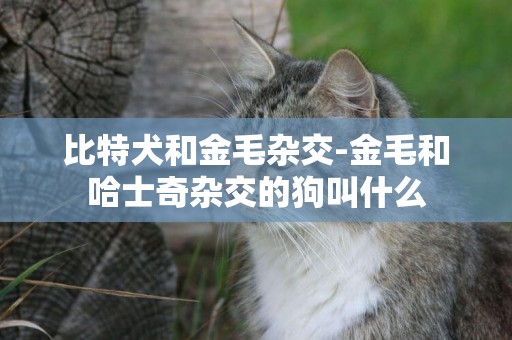 比特犬和金毛雜交-金毛和哈士奇雜交的狗叫什么