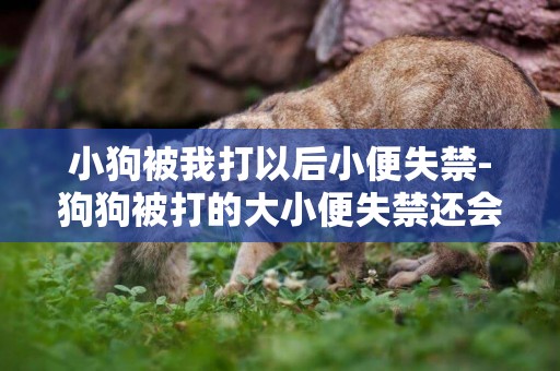 小狗被我打以后小便失禁-狗狗被打的大小便失禁還會好嗎