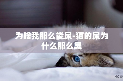 為啥我那么能尿-貓的尿為什么那么臭