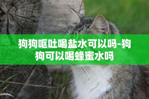 狗狗嘔吐喝鹽水可以嗎-狗狗可以喝蜂蜜水嗎