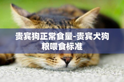 貴賓狗正常食量-貴賓犬狗糧喂食標準