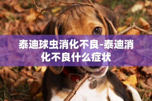 泰迪球蟲消化不良-泰迪消化不良什么癥狀