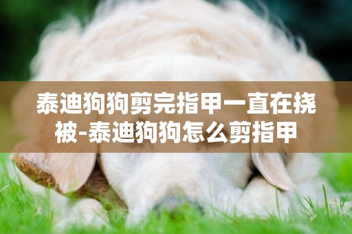 泰迪狗狗剪完指甲一直在撓被-泰迪狗狗怎么剪指甲