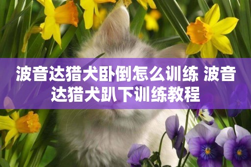 波音達獵犬臥倒怎么訓練 波音達獵犬趴下訓練教程